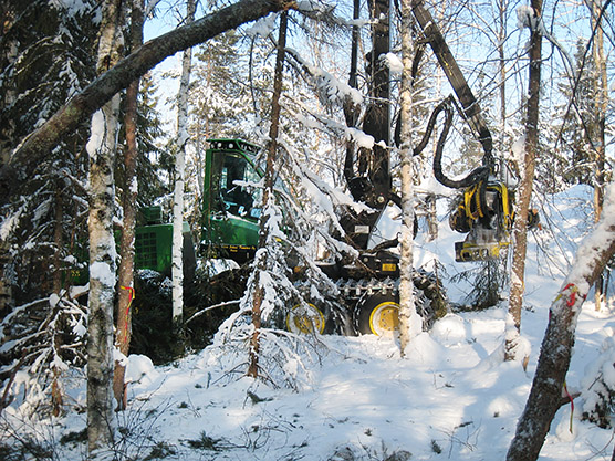 Metsäkone hoitaa lehtoa poistamalla ylimääräistä puustoa